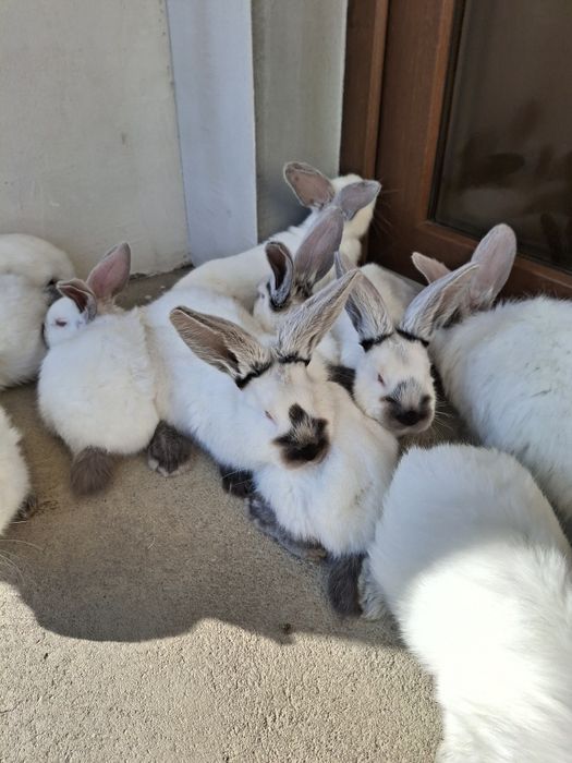 Urias de Transilvania