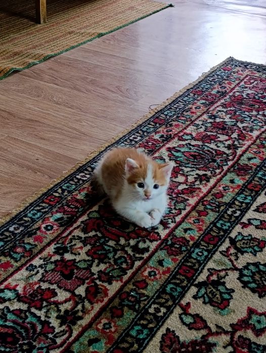 Подарю котёнка, мальчика
