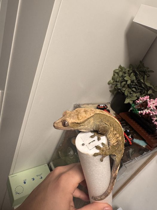 Crested Gecko Female