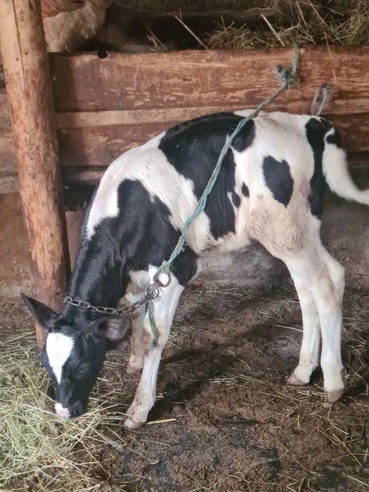 Vitica holstein 5 pe6 saptamhni suge la biberon la vaca din vaca bună de lapte