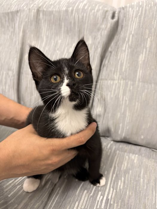 Акринский котенок 4-5 месяцев