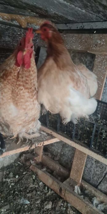 Мини кохин два чифта и две петлета