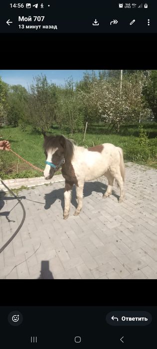 Продаётся Кобылка Шетлендской Пони 1.4 года