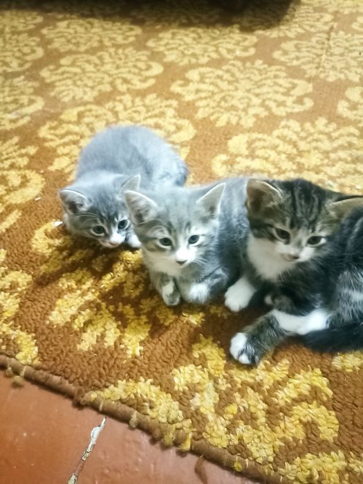 Котята в добрые руки