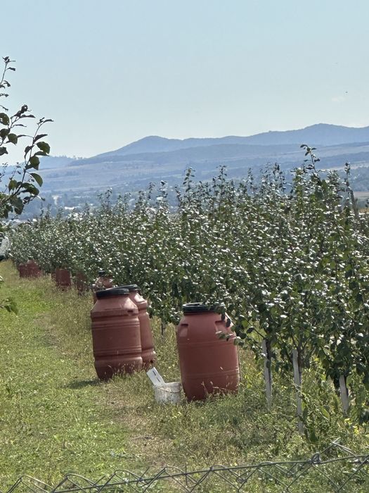 Prune Stanley pentru tuica