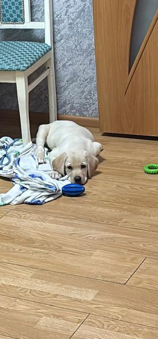 Продам щенка лабрадора