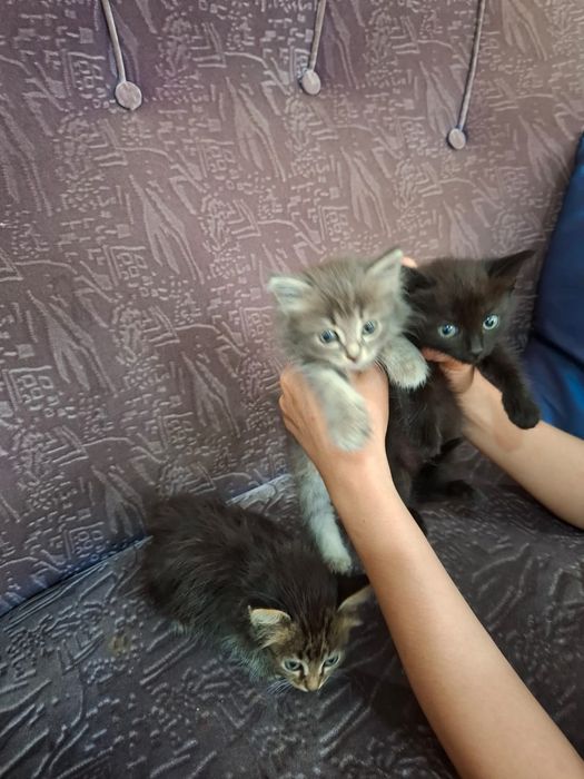 Отдам котят в хорошие добрые руки