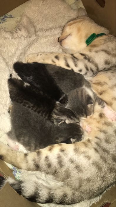 Шотландские котята