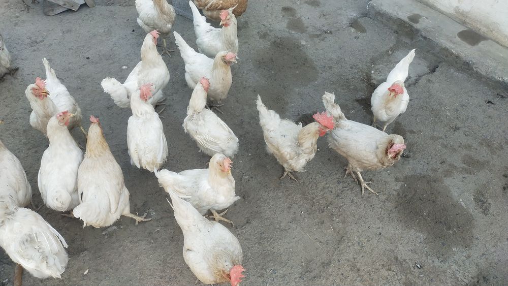 Продам курей белых