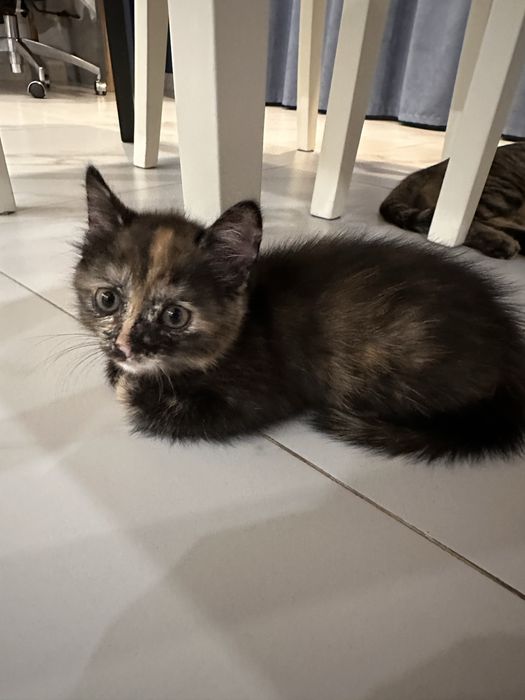 Котенок ищет постоянный дом