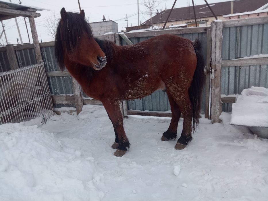 Продам лошадь Айғыр 5 лет