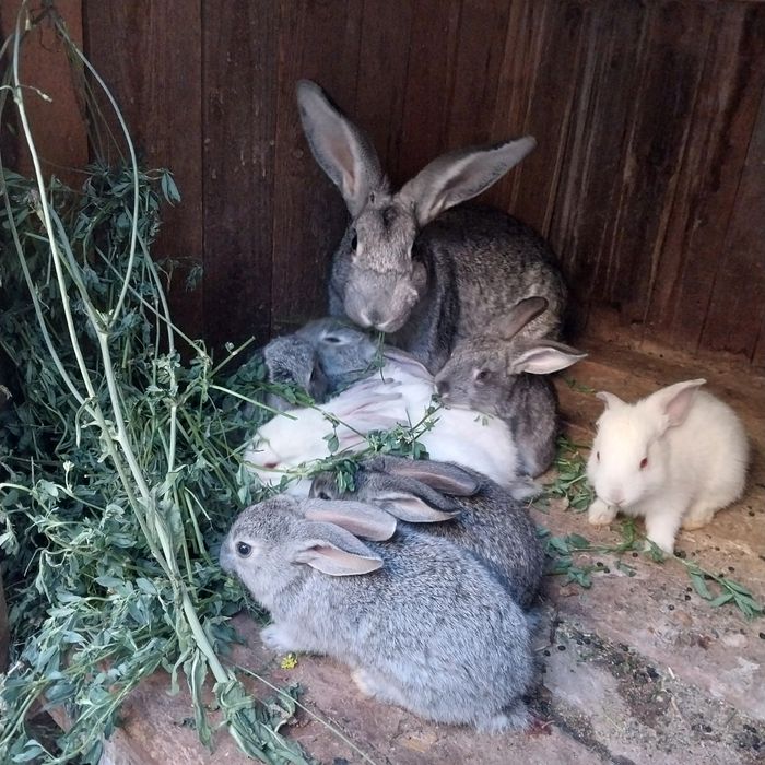 Quyon bollari bir oylik