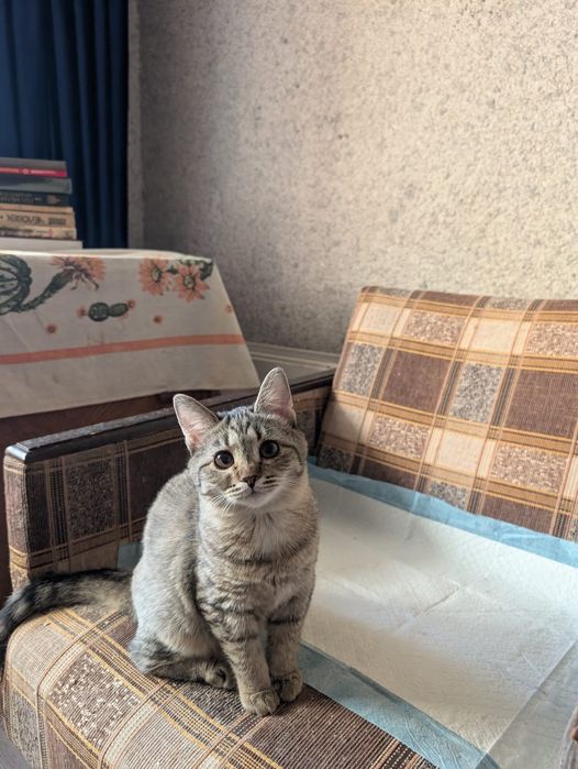 Котенок, девочка. 11 месяцев
