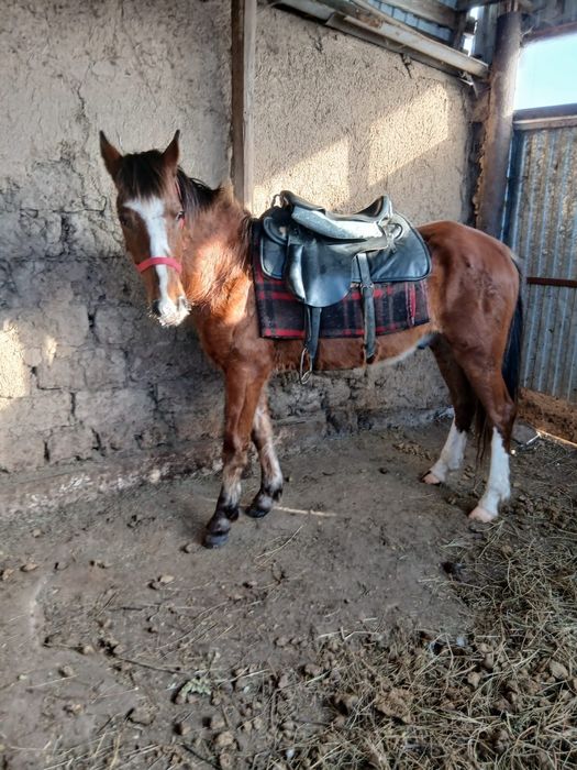 Продаётся жеребец