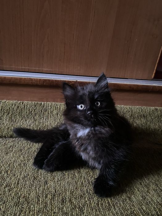 котята бесплатно