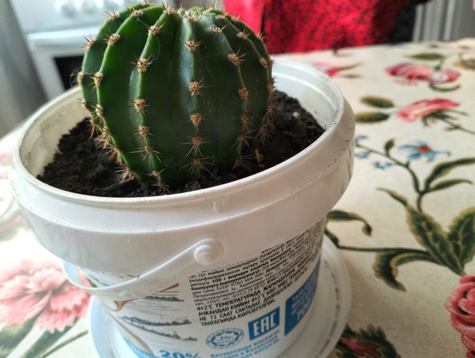 Продам кактус и каланхоэ.