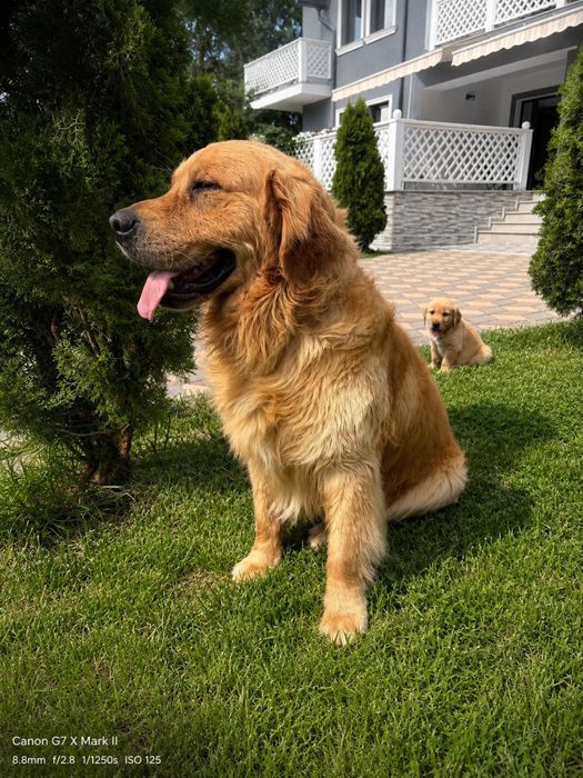 Pui Golden Retriever din Parinti Pedigree