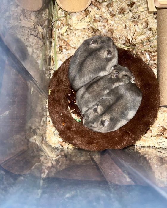 продам хомяки по 10000