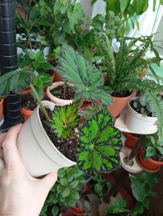 Цветы комнатные растения