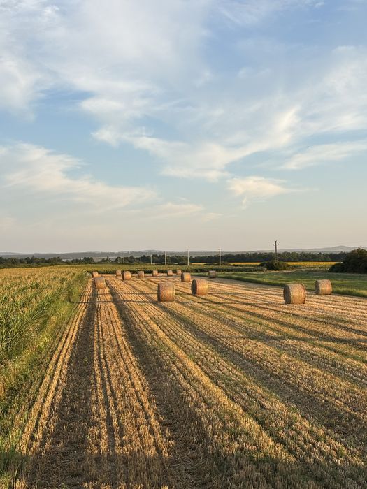 Vand balotii de paie 160/120