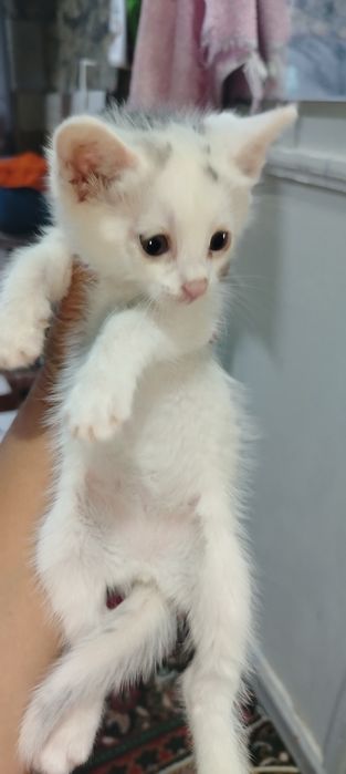 Продаётся котёнок девочка