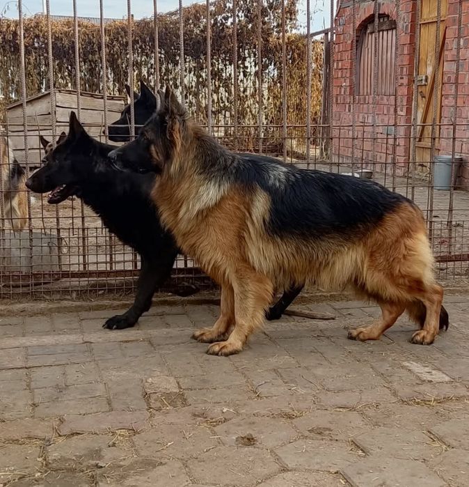 Немецкая овчарка