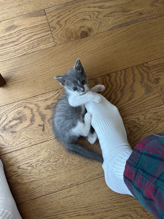 Малко сиво котенце