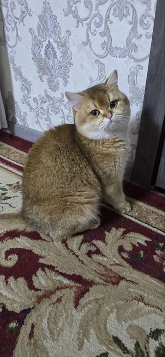 Продаётся золотая шиншилла