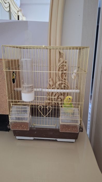 Попугай сатылады