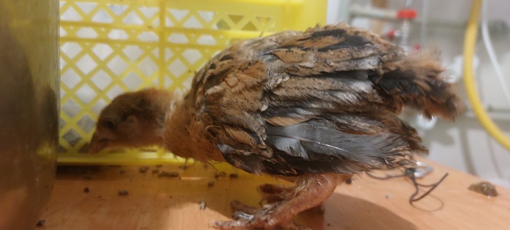 Тауық балапандары сатылады