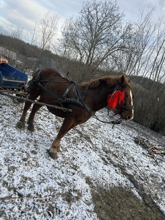 Vând Armsar de face 4 ani in primvara pe oii ,sau carlane