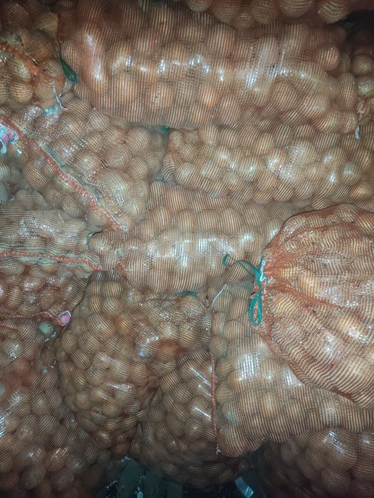 Картофель семенной сорт Гала домашний