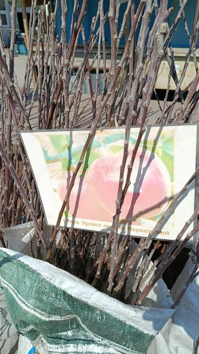 Меркінің көшеті сатылады