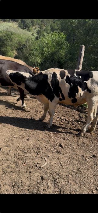 Продам большого  быка Бычка бычки