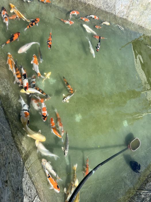 Кои рыба для пруда