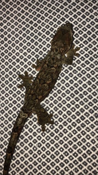 Soparla Chahoua gecko mainland si gargoyle gecko