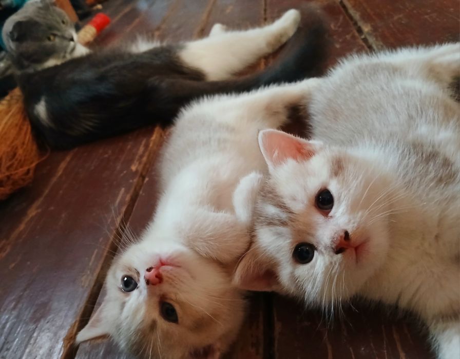 Tor koylak kiygan qizlar porno video