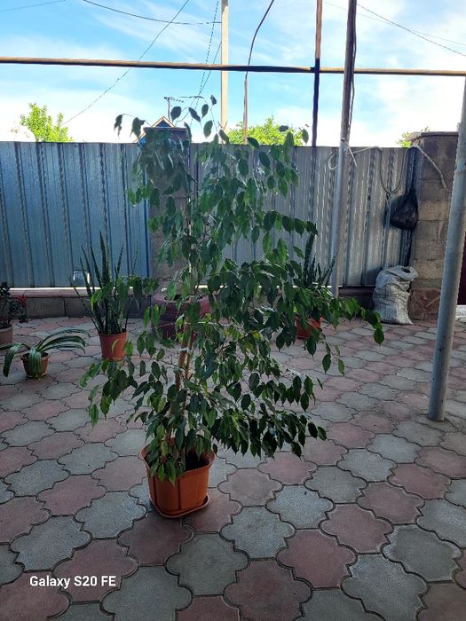 Домашний цветок "Фикус"