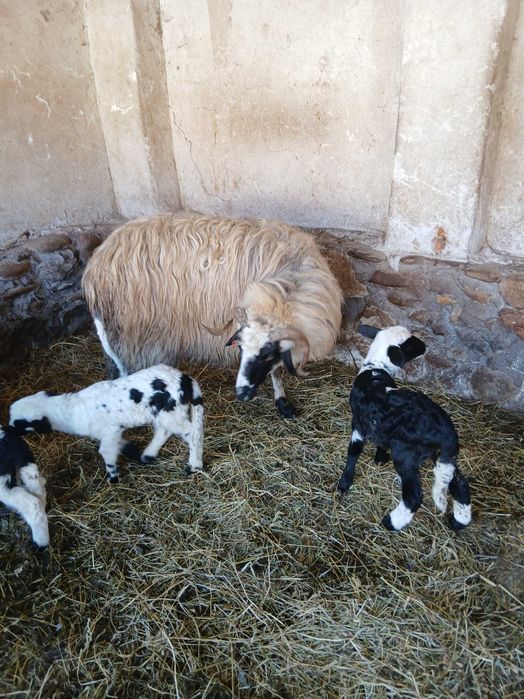 Vând     şase      Oi