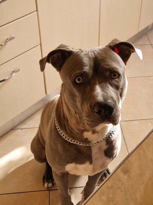 Donez cățelușă rasa Amstaff Blue vârsta de 3 ani și jumătate
