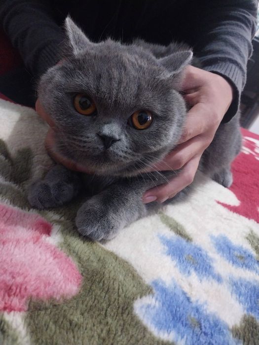 Mushuk sotiladi. Qiz bola.