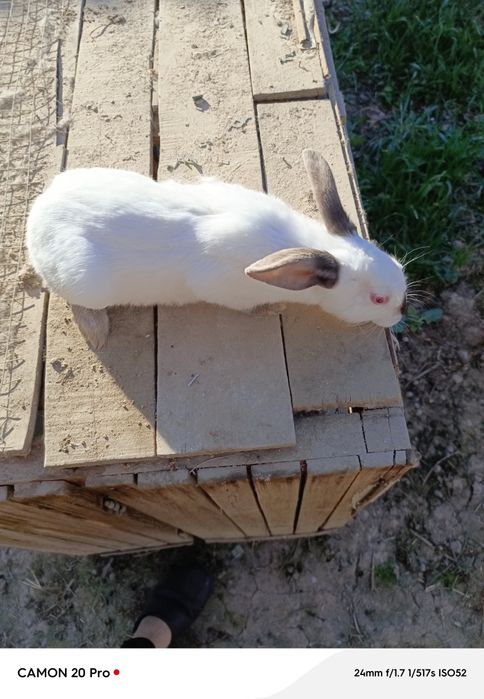 Kaliforniya quyon erkak sotlad