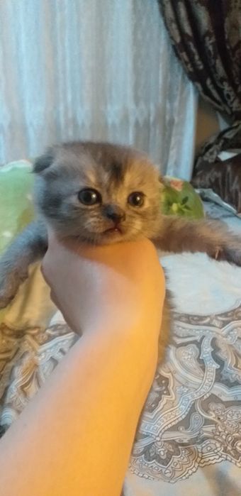 Продаются помпушки