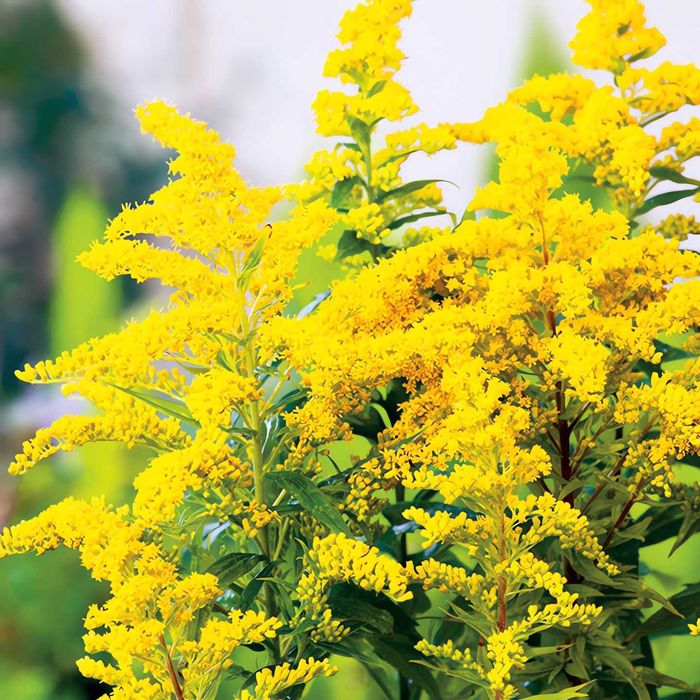 Синяя традесканция разные цветы