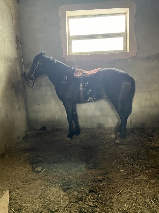 Айғыр сатылады продам жеребца
