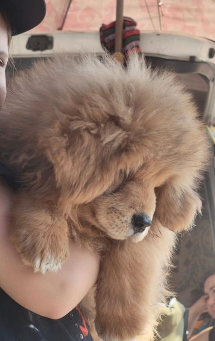 Шикарные Щенки Тибетского Мастифа