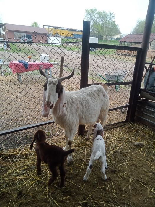 Коза с козлятами