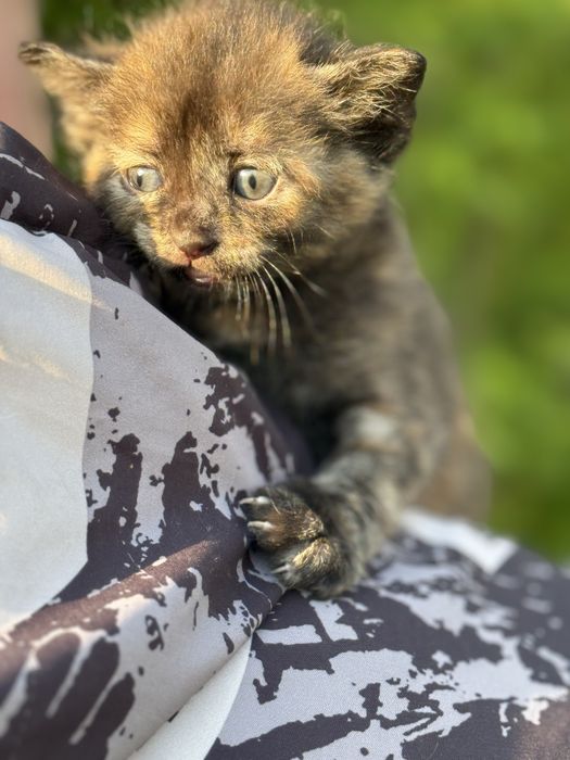Котята Аксу бесплатно