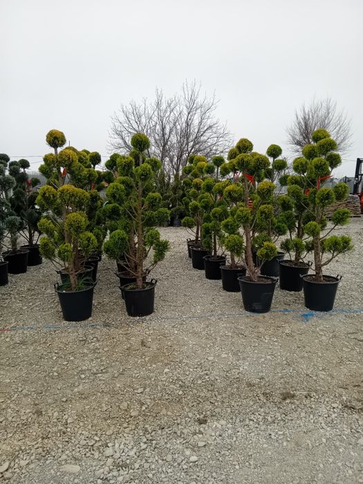 Photinia Red Robin tuia