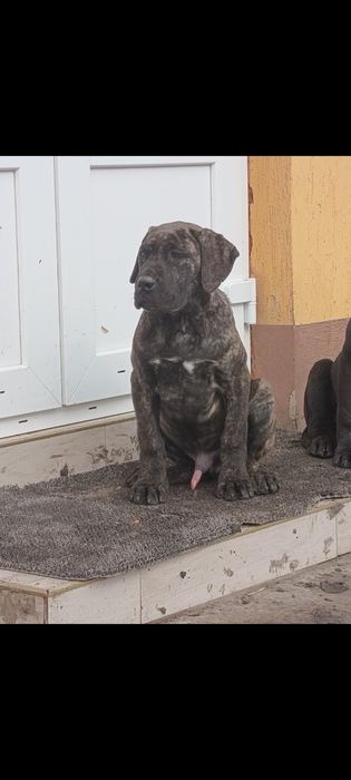 Cane corso de vanzare